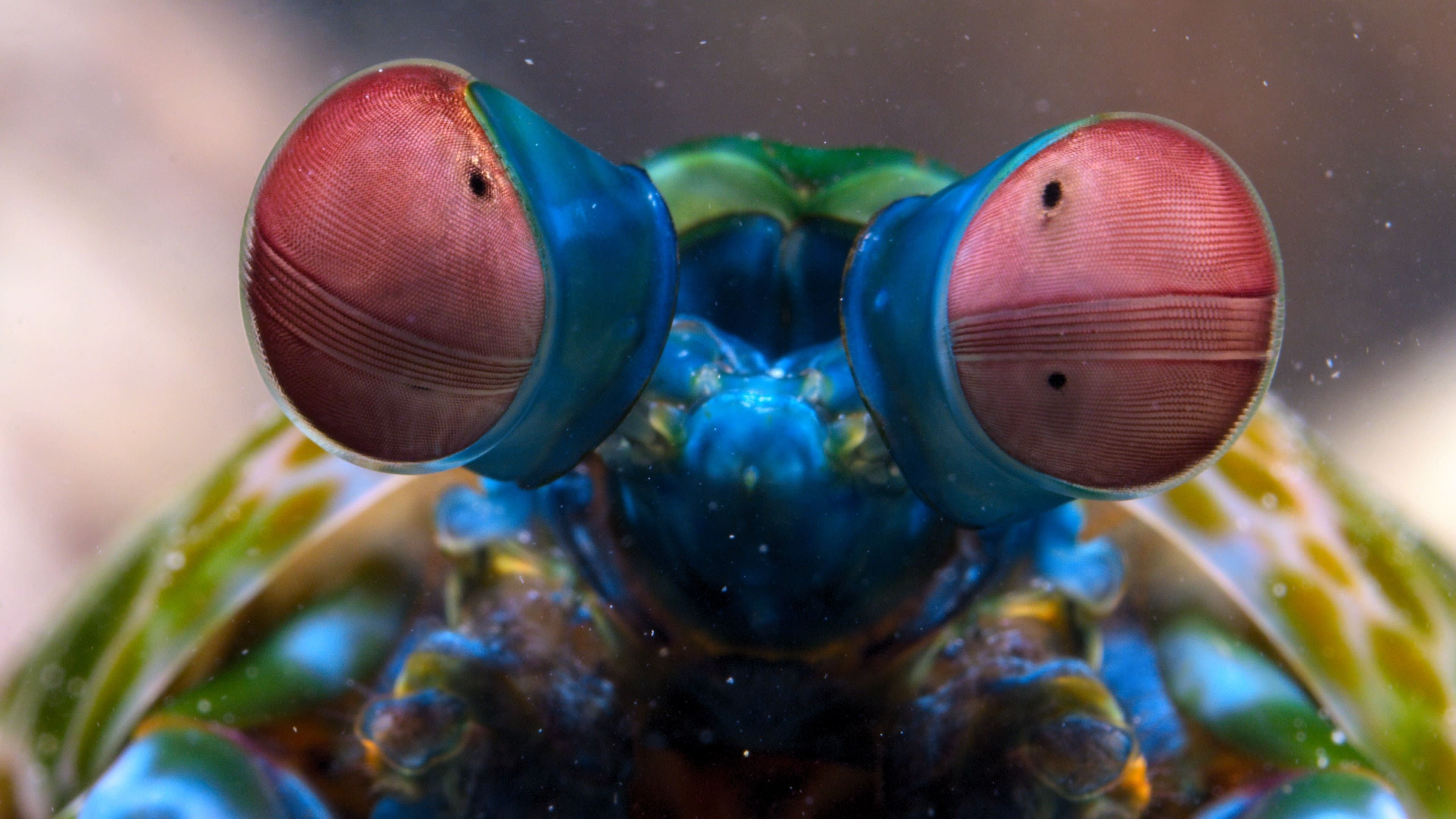 Watch Tiny World Season 2 Episode 5