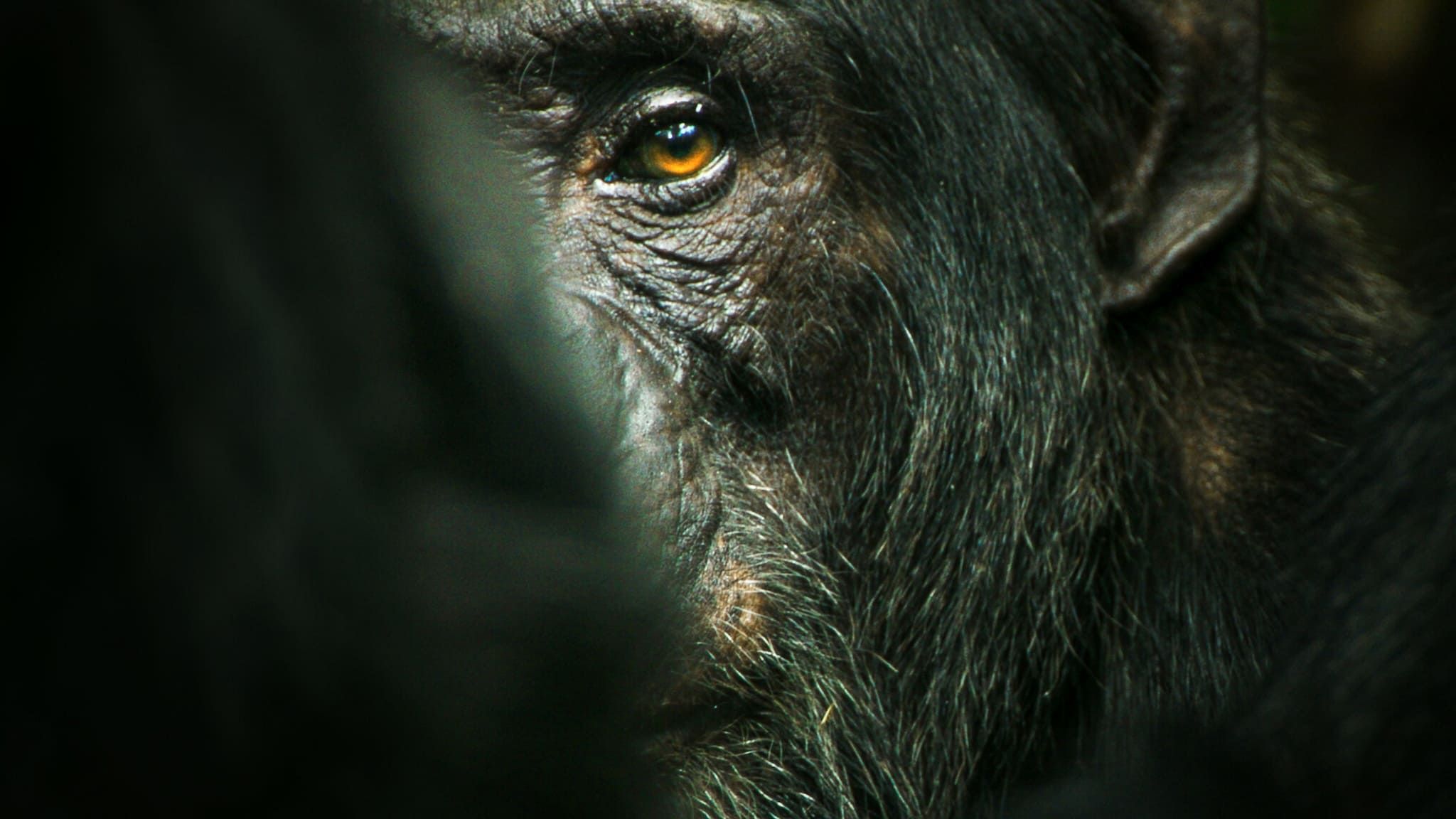 Watch Chimp Empire (2023)