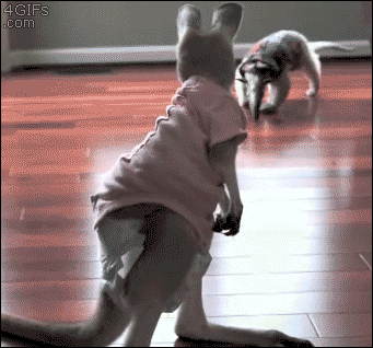 tumblr_n1fyt2vyhD1qdlh1io1_400.gif