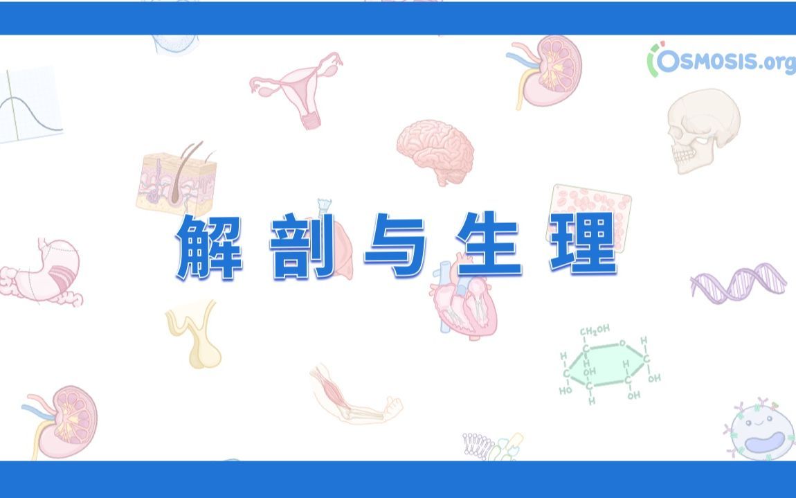 【Osmosis合集】解剖与生理 Anatomy & Physiology（更至6P｜中英）