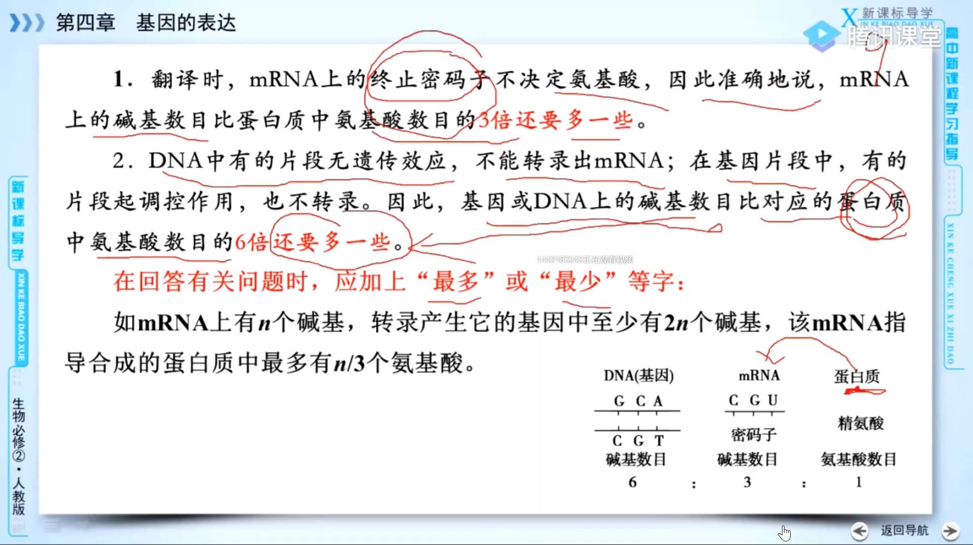 高考考点剖析一——基因表达中碱基数、氨基酸数有关计算