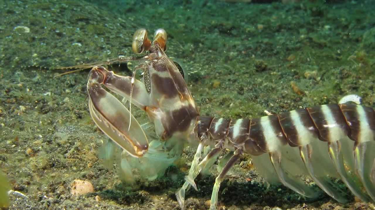 True Facts About The Mantis Shrimp