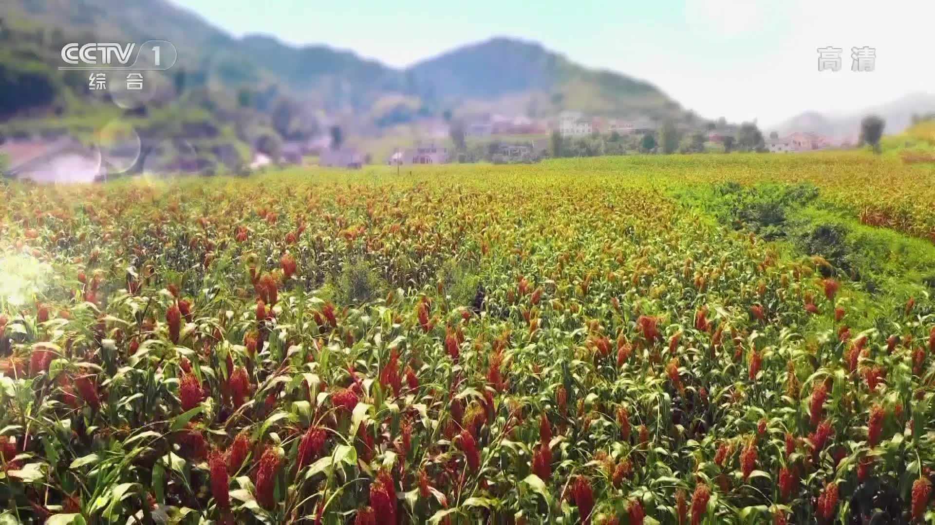 央视广告欣赏-贵州茅台