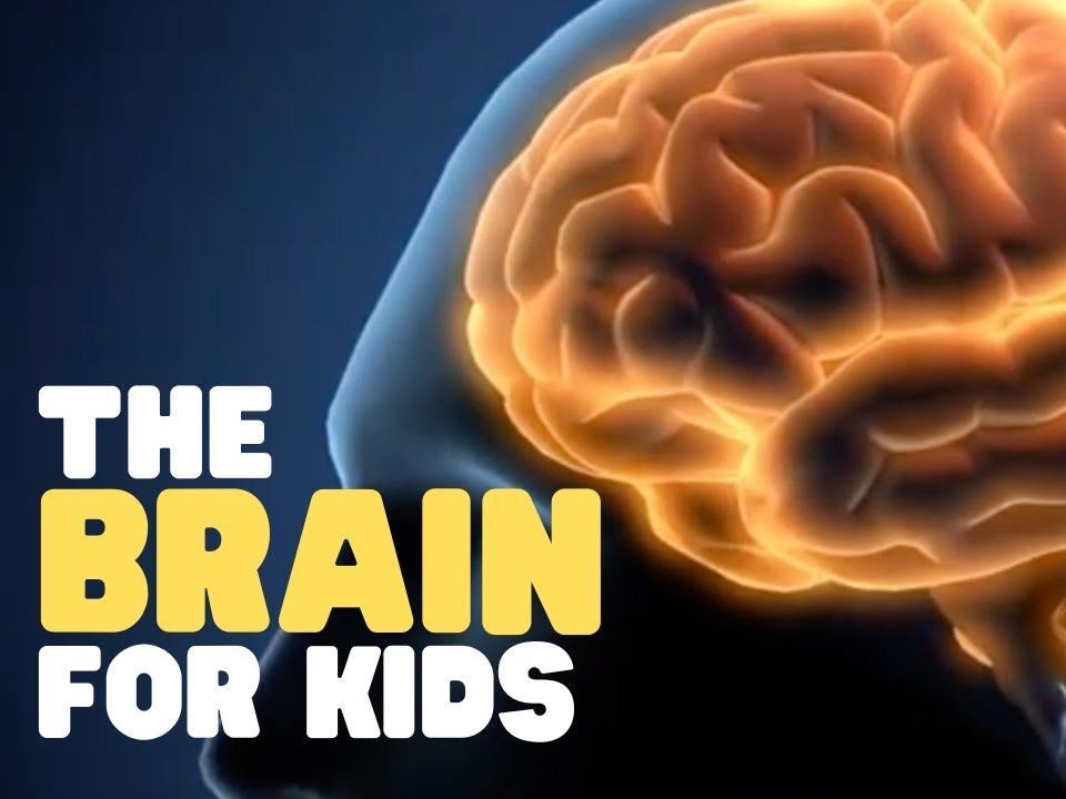 The Brain for Kids _ Learn cool facts about the human brain