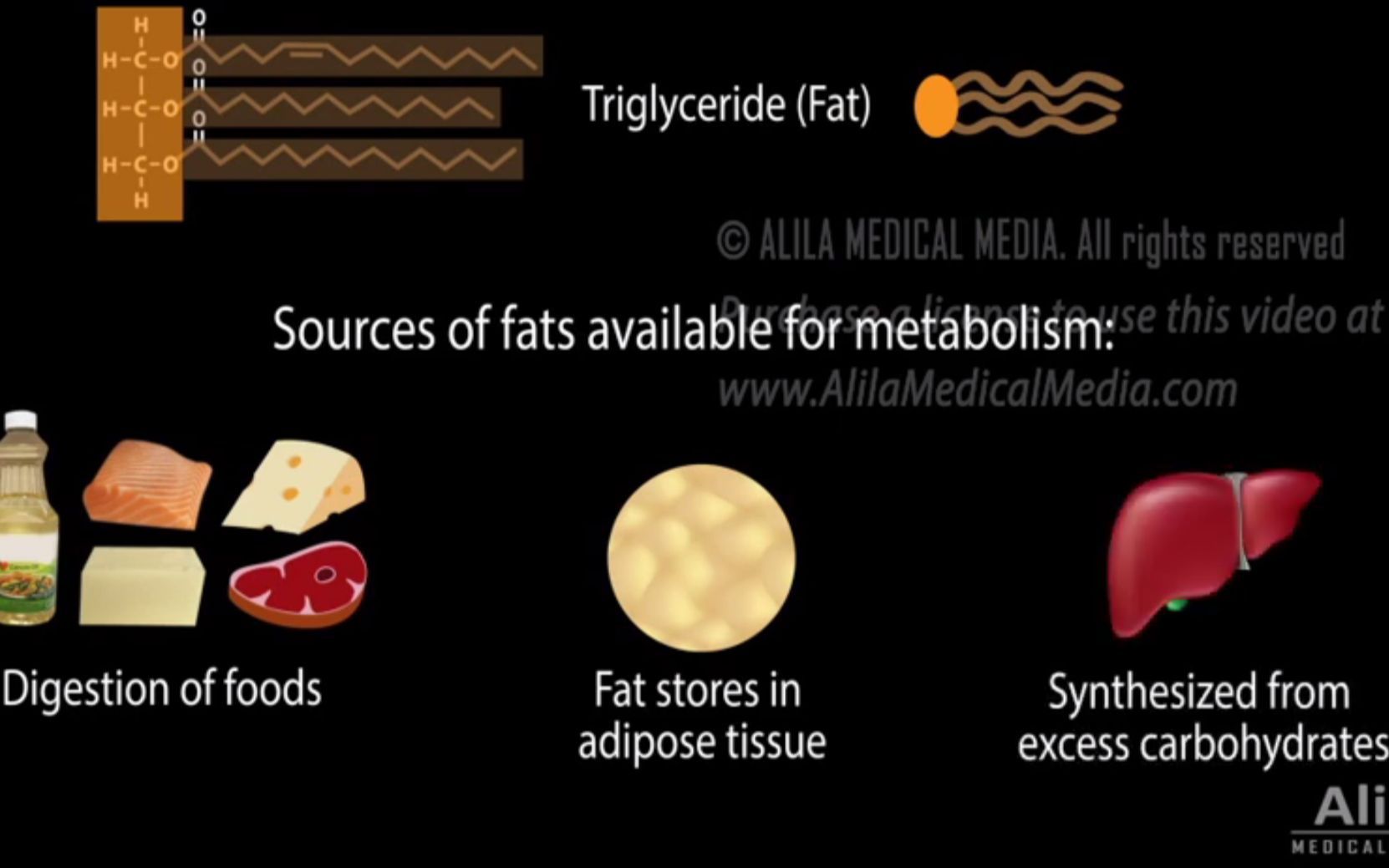 [英文字幕] Metabolism of fat (triglyceride) in human body 脂肪在人体中的代谢