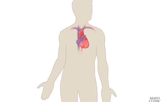 The Heart and Circulatory System - How They Work