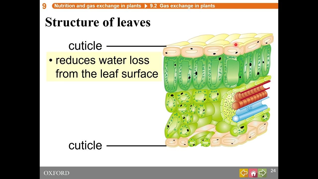 9. HKDSE Biology - Nutrition and Gas Exchange in Plants