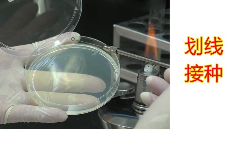 【实验】大肠杆菌等微生物划线接种实验操作方法