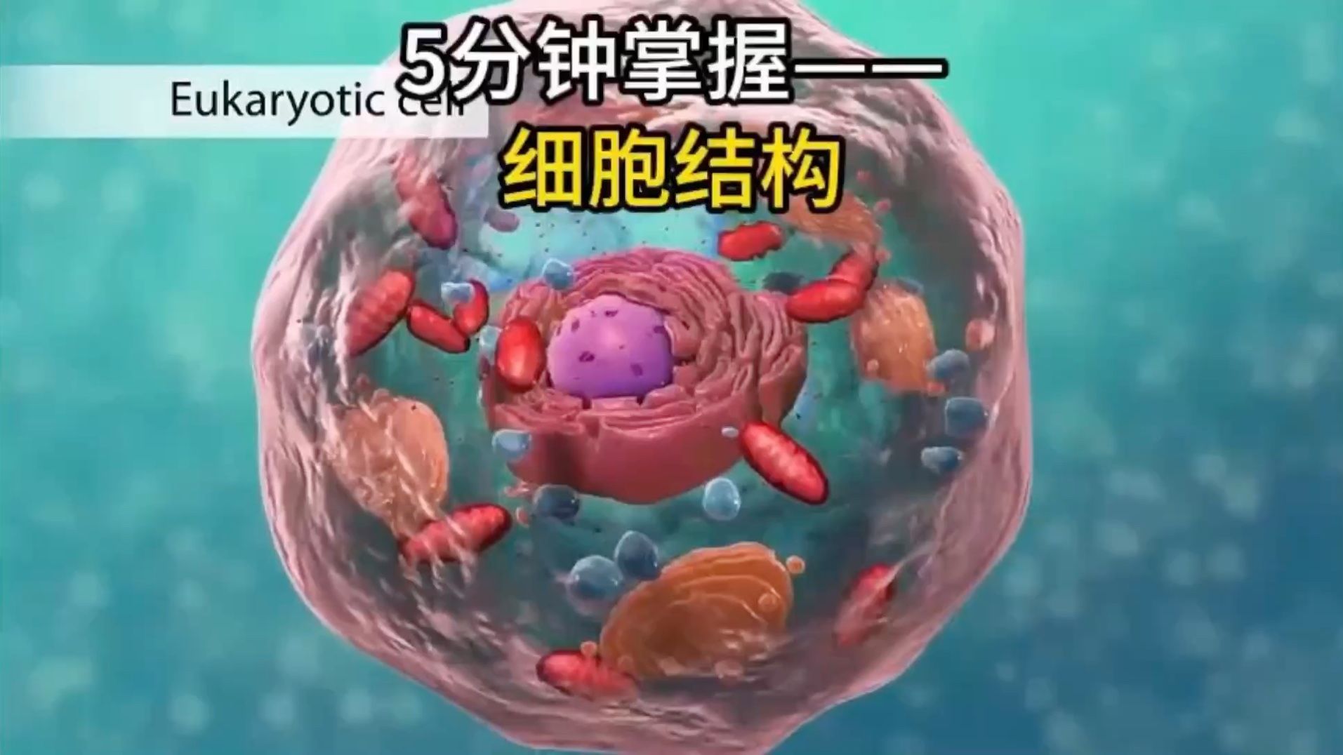 细胞的显微结构