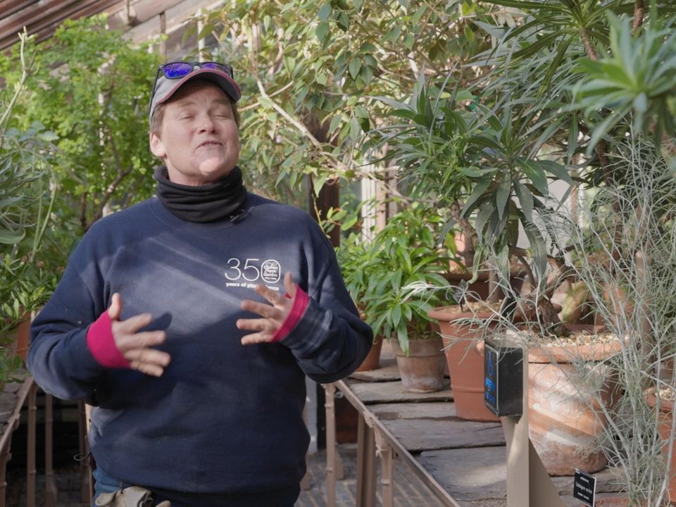 Medicinal music in cancer treatment