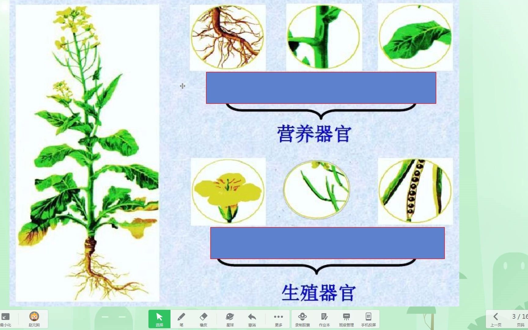 5.植物的器官
