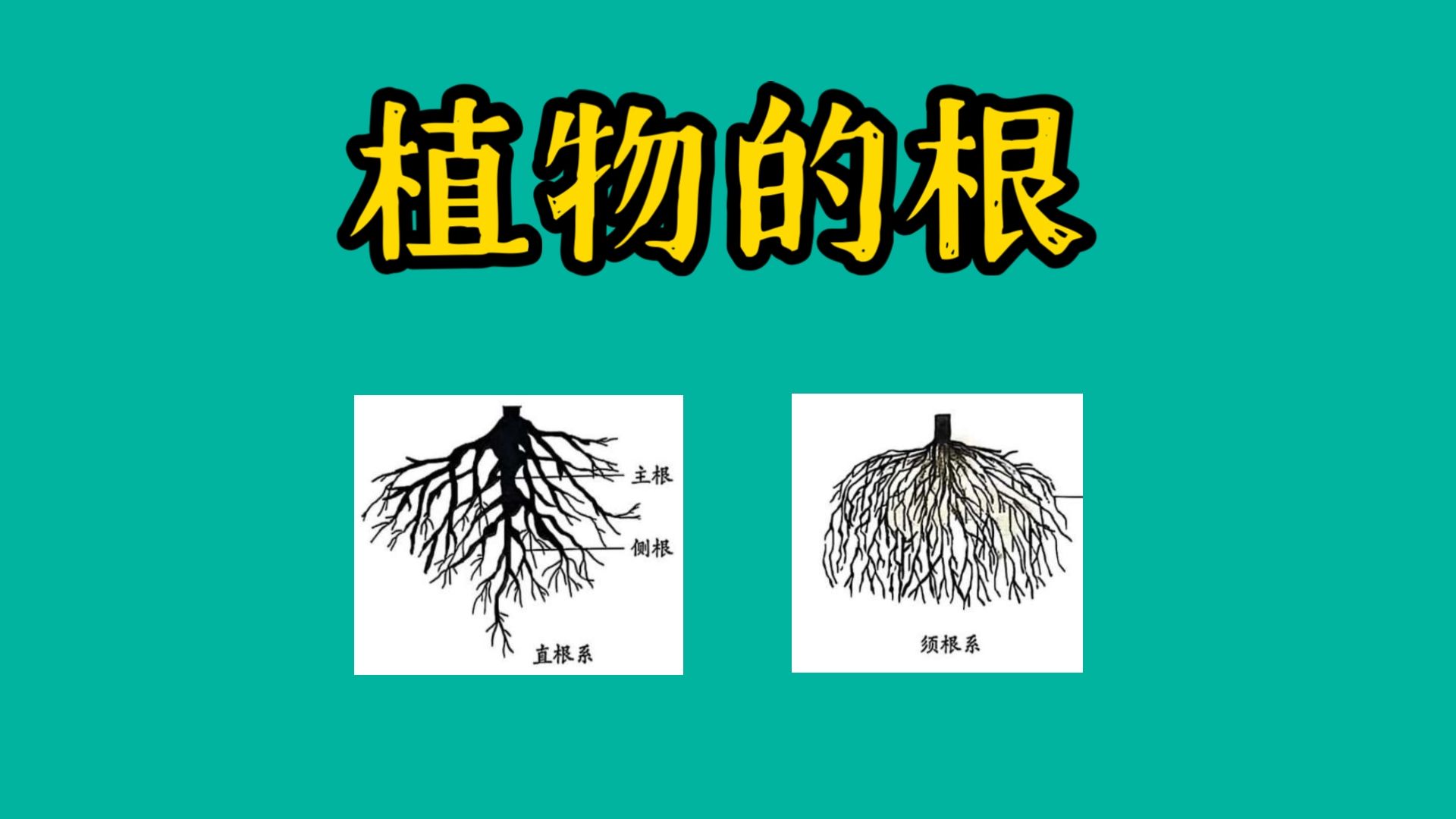 【七下科学】4.3.1土壤与植物生长