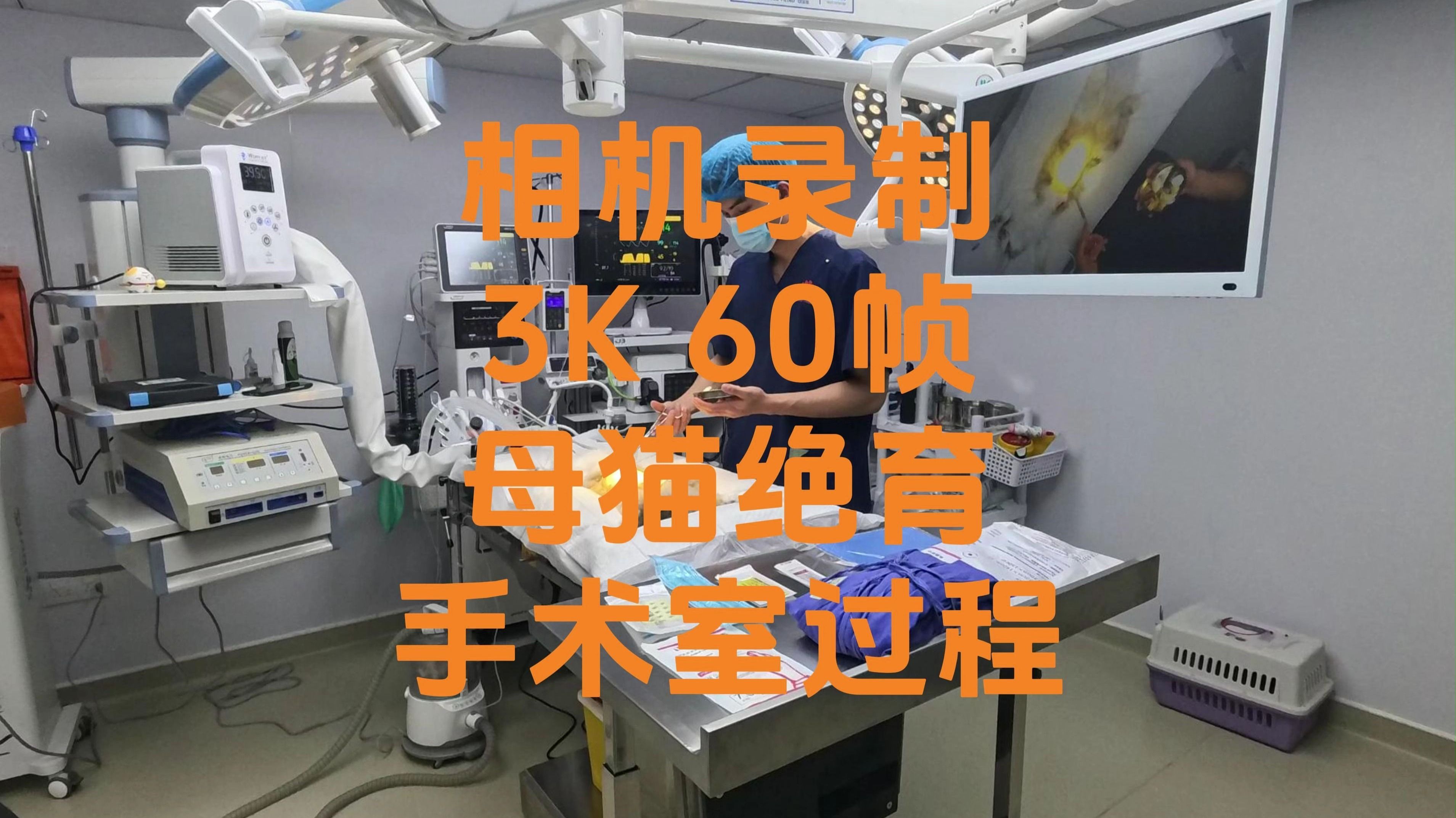 8月龄 2.5Kg 母猫绝育  相机录制 3K60帧  因术前检查指标有少许异常(肝脏损伤、凝血不良、ST段异常抬高、二尖瓣返流5.1m/s)