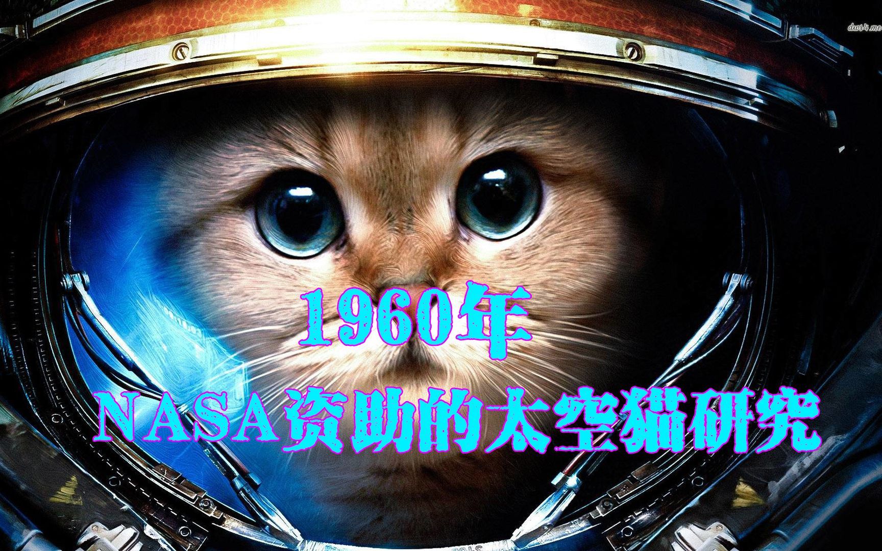被遗忘的太空猫研究，nasa资助的仿生学研究，助力宇航员太空行走