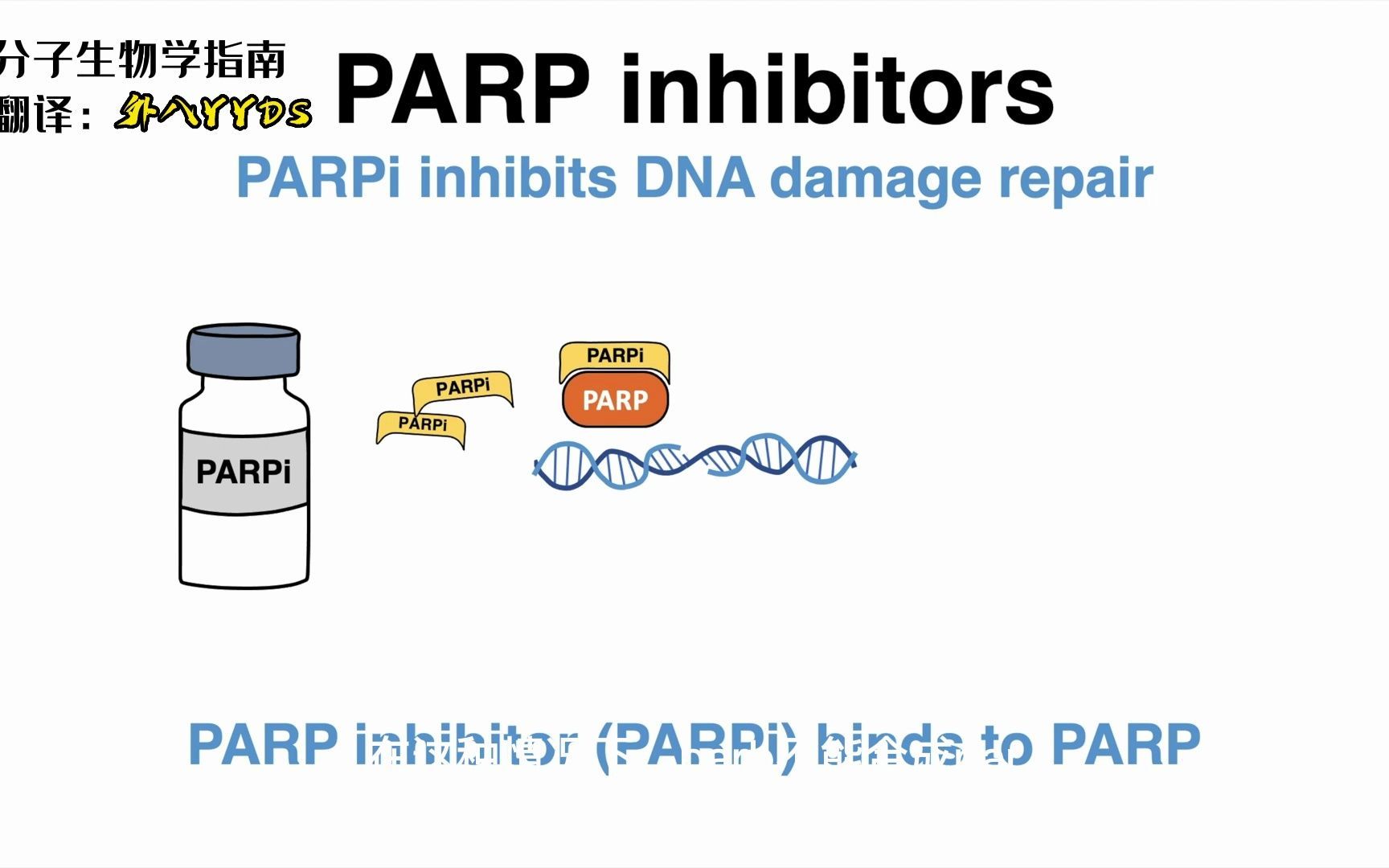 【分子生物学指南】【中英】PARP inhibitors抑制PARP聚(ADP-核糖基)酶的活性