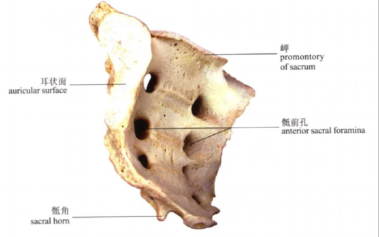 系统解剖学标本识图指南-1-骨学/关节学