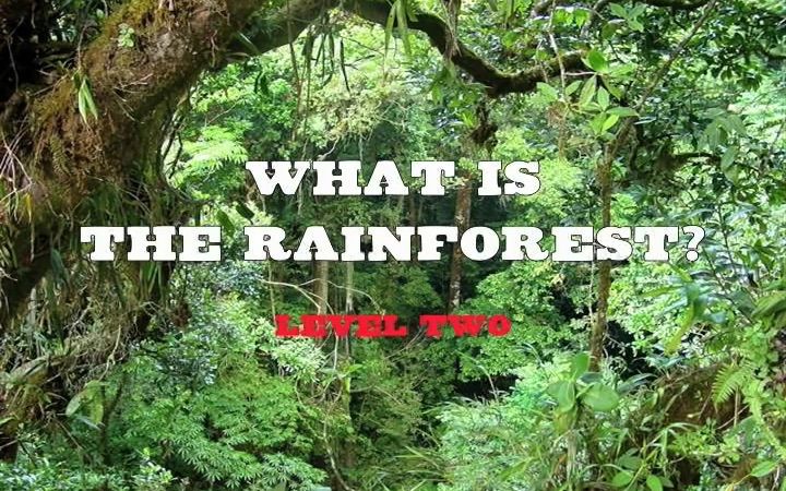 What is the rainforest  YouTube480p