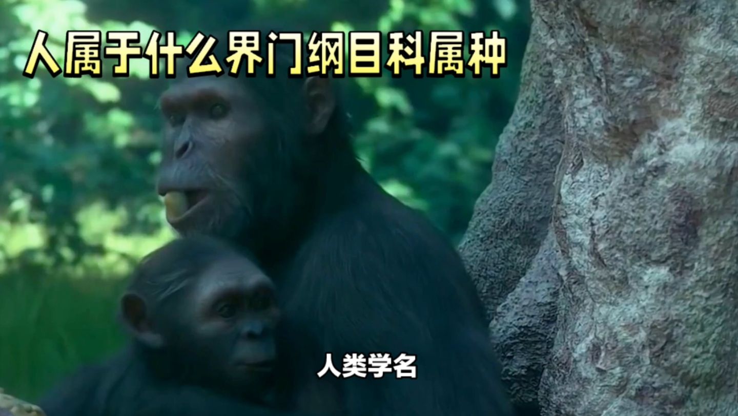 揭秘人类所属的界门纲目科属种
