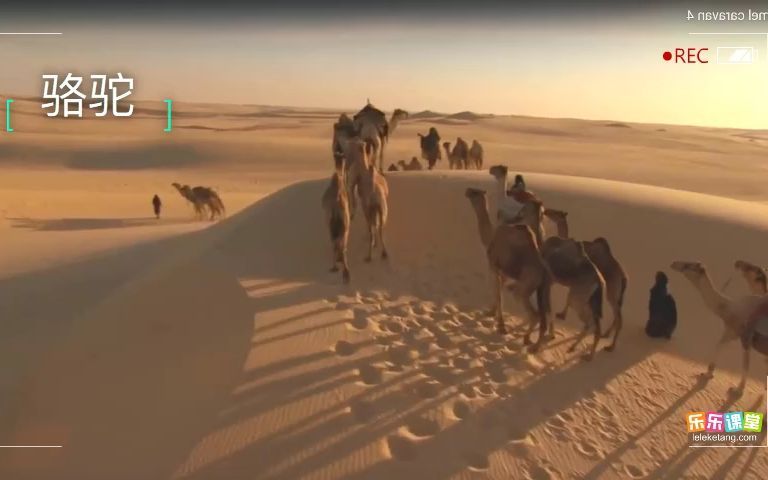 07. 生物对环境的适应和影响