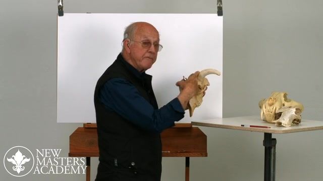 Animal Drawing  with Glenn Vilpp\Animal Drawing Part 3 Grazing Animals