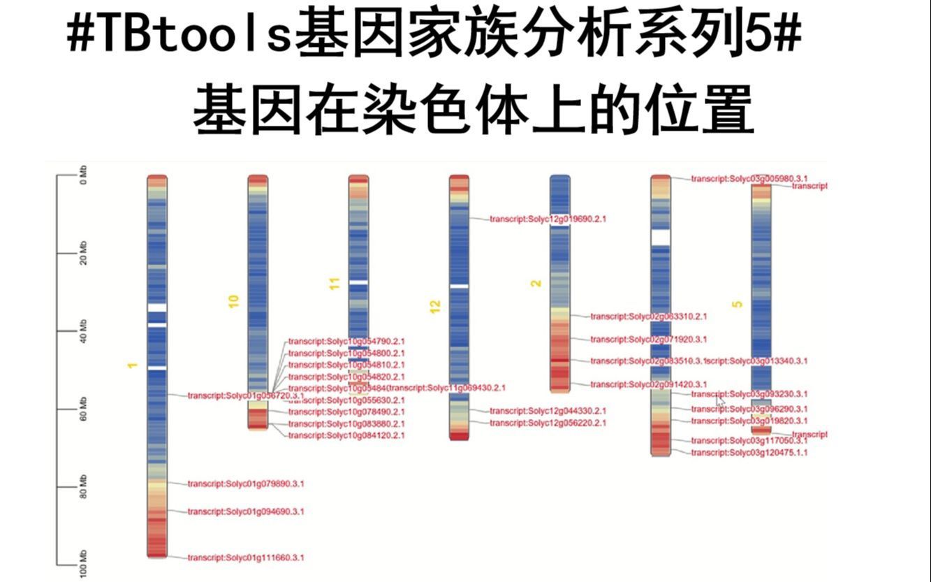 #基因家族分析系列5#一目了然！基因在染色体上的位置